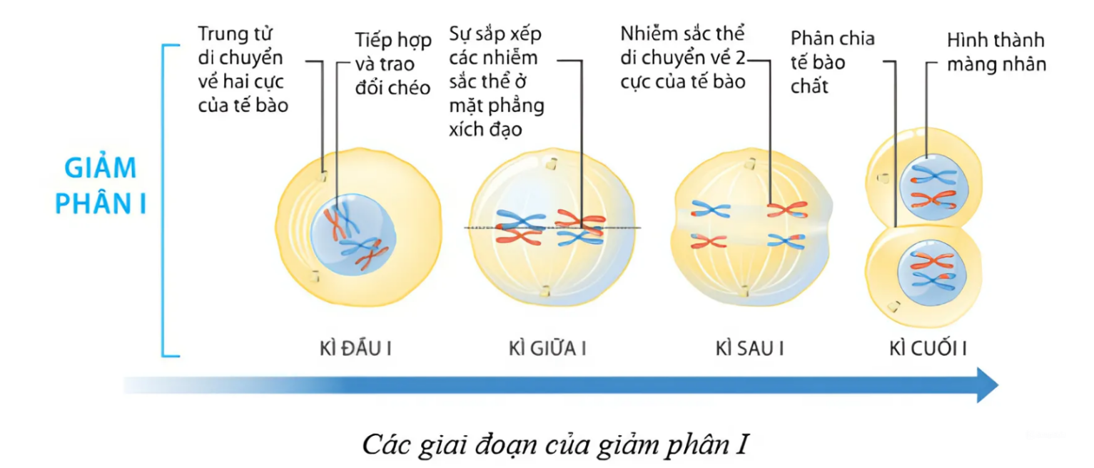 BÀI 43: DI TRUYỀN NHIỄM SẮC THỂ