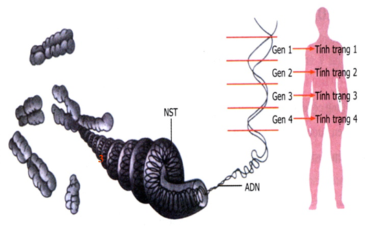 CHỦ ĐỀ 11: DI TRUYỀNBÀI 40: TỪ GENE ĐẾN TÍNH TRẠNG