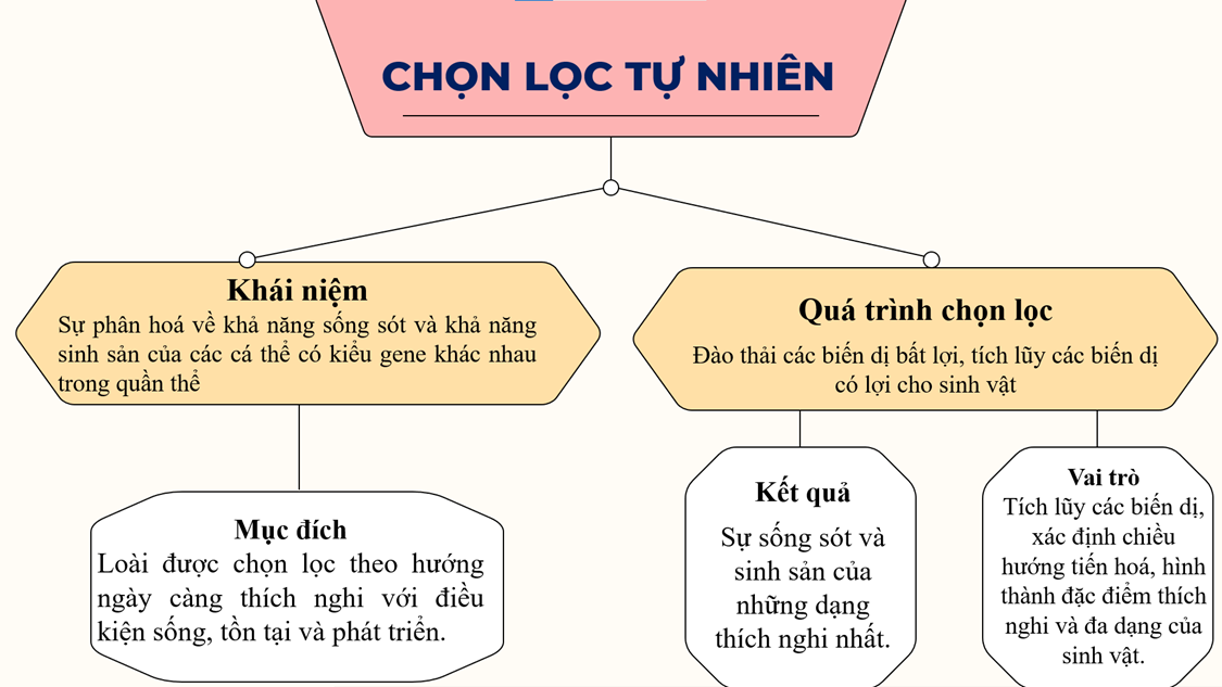 CHỦ ĐỀ 12: TIẾN HÓAÔN TẬP CHỦ ĐỀ 12