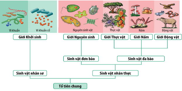 CHỦ ĐỀ 12: TIẾN HÓABÀI 48: PHÁT SINH VÀ PHÁT TRIỂN CỦA SỰ SỐNG TRÊN TRÁI ĐẤT