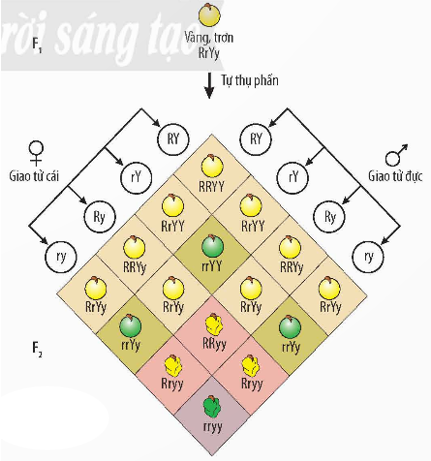 BÀI 36: CÁC QUY LUẬT DI TRUYỀN CỦA MENDEL