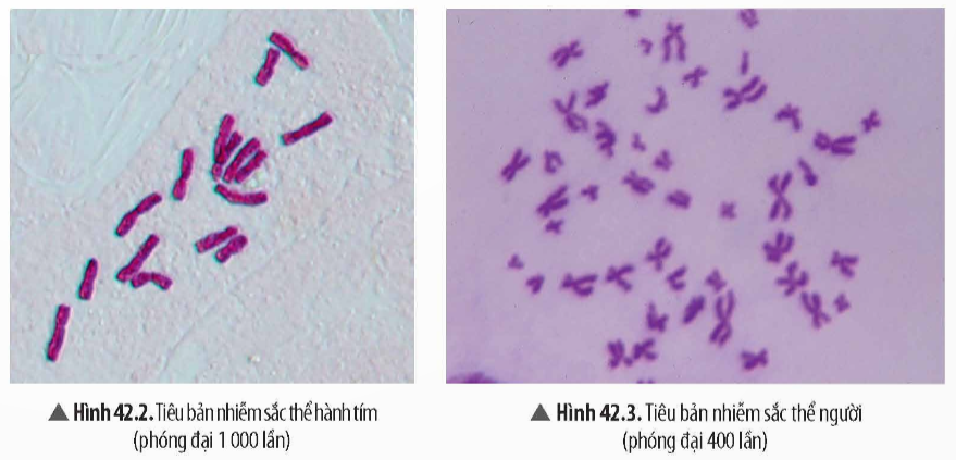 BÀI 42: THỰC HÀNH: QUAN SÁT TIÊU BẢN NHIỄM SẮC THỂ