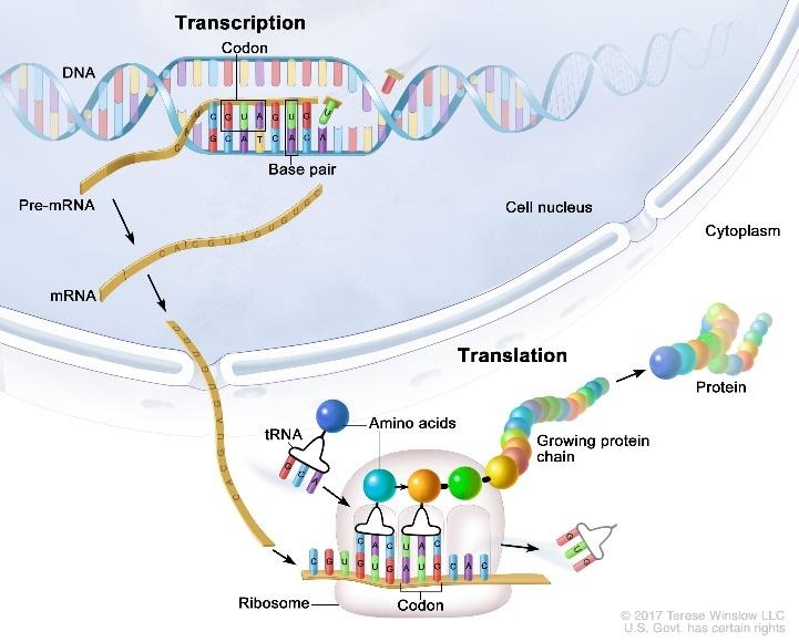 CHỦ ĐỀ 11: DI TRUYỀNBÀI 40: TỪ GENE ĐẾN TÍNH TRẠNG