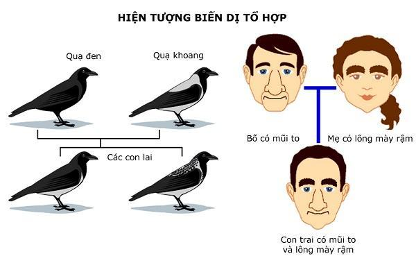 CHỦ ĐỀ 11: DI TRUYỀN