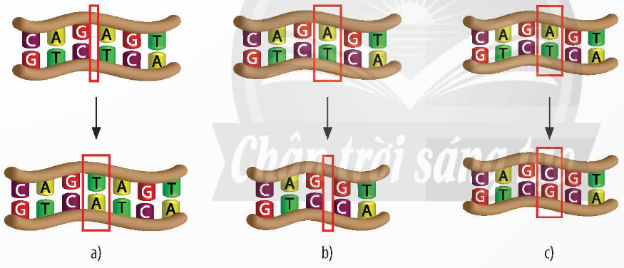 BÀI 38: ĐỘT BIẾN GENE