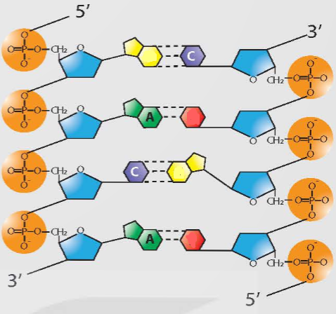 Câu 7.Tên gọi đầy đủ của phân tử RNA là:deoxyribonucleic acidB. Phosphoric acidC. ribonucleic acidD. Nucleotide