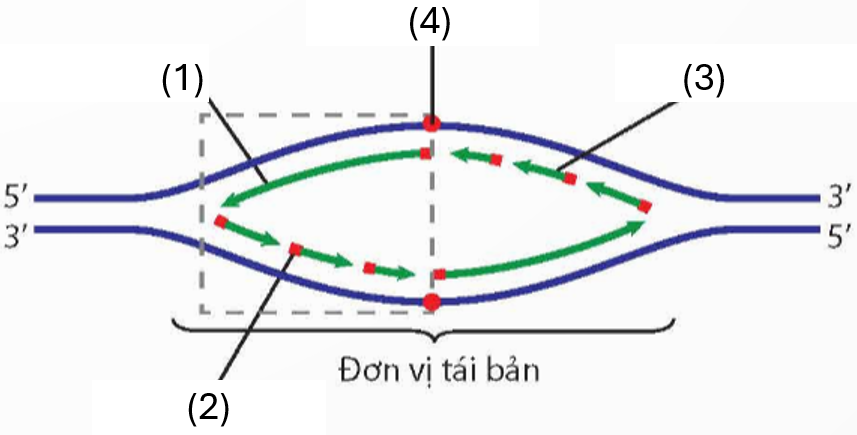 HƯỚNG DẪN CHẤM KIỂM TRA GIỮA HỌC KÌ 1 (2024 – 2025)