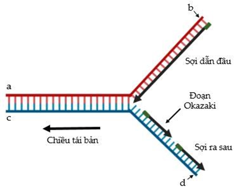 HƯỚNG DẪN CHẤM KIỂM TRA GIỮA HỌC KÌ 1 (2024 – 2025)