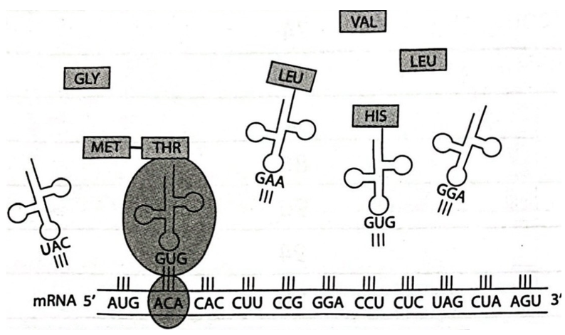 HƯỚNG DẪN CHẤM KIỂM TRA GIỮA HỌC KÌ 1 (2024 – 2025)