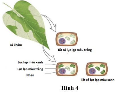 HƯỚNG DẪN CHẤM KIỂM TRA HỌC KÌ 1 (2024 – 2025)