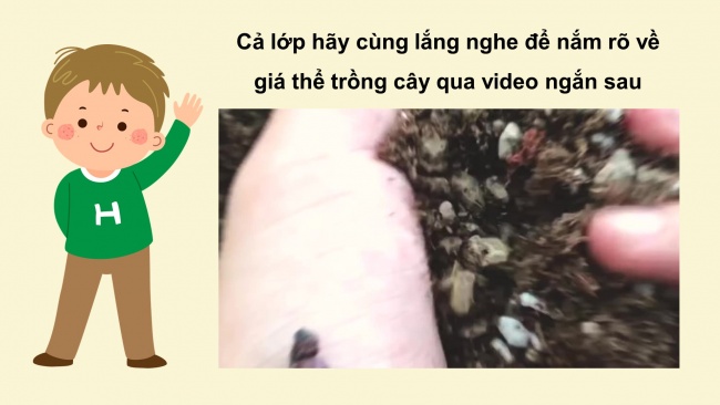 Soạn giáo án điện tử công nghệ 4 cánh diều Bài 5: Gieo hạt và trồng cây con trong chậu