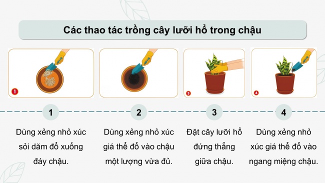 Soạn giáo án điện tử công nghệ 4 cánh diều Bài 7: Trồng và chăm sóc cây cảnh trong chậu