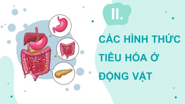 Soạn giáo án điện tử sinh học 11 CTST Bài 8: Dinh dưỡng và tiêu hóa ở động vật