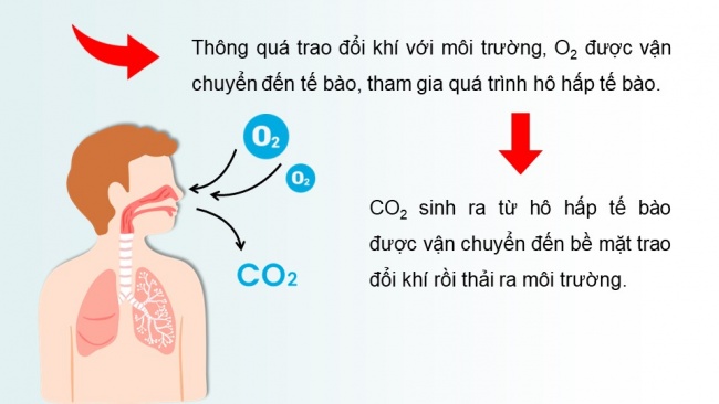 Soạn giáo án điện tử sinh học 11 Cánh diều Bài 7: Hô hấp ở động vật