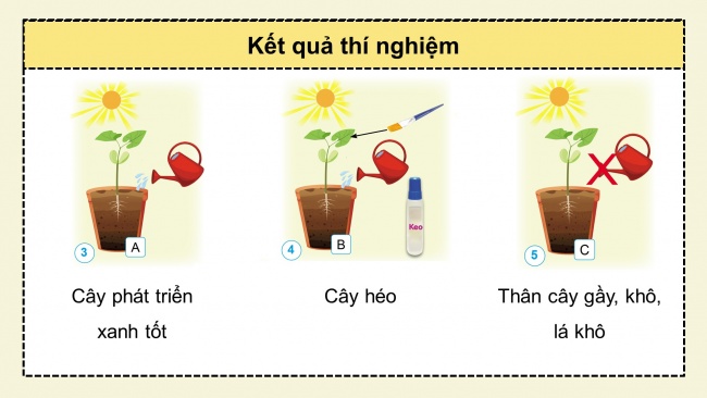 Soạn giáo án điện tử khoa học 4 cánh diều Bài 13: Nhu cầu sống của thực vật và chăm sóc cây trồng (P1)