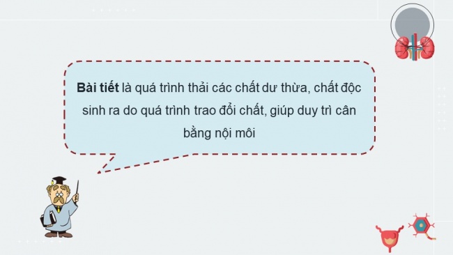 Soạn giáo án điện tử sinh học 11 Cánh diều Bài 10: Bài tiết và cân bằng nội môi