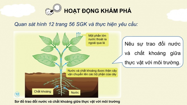 Soạn giáo án điện tử khoa học 4 cánh diều Bài 13: Nhu cầu sống của thực vật và chăm sóc cây trồng (P2)