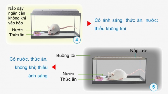 Soạn giáo án điện tử khoa học 4 cánh diều Bài 14: Nhu cầu sống của động vật và chăm sóc vật nuôi (P1)