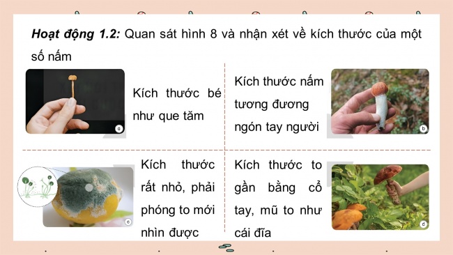 Soạn giáo án điện tử khoa học 4 KNTT Bài 19: Đặc điểm chung của nấm