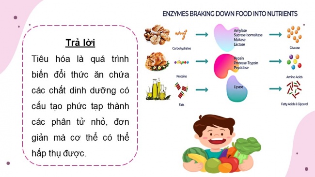 Soạn giáo án điện tử sinh học 11 KNTT Bài 8: Dinh dưỡng và tiêu hóa ở động vật