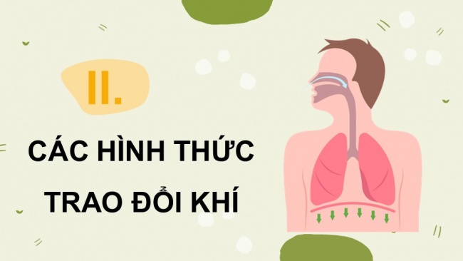 Soạn giáo án điện tử sinh học 11 KNTT Bài 9: Hô hấp ở động vật (P1)