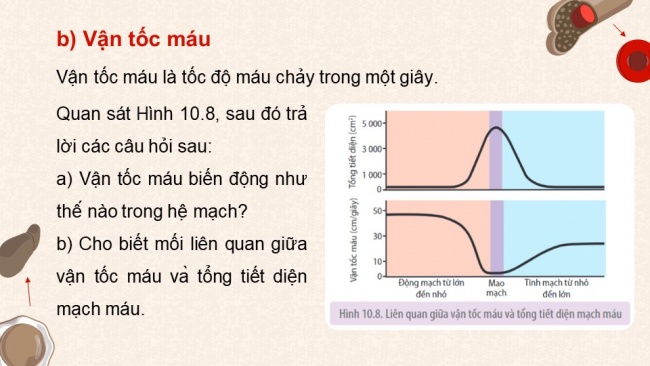 Soạn giáo án điện tử sinh học 11 KNTT Bài 10: Tuần hoàn ở động vật (P2)