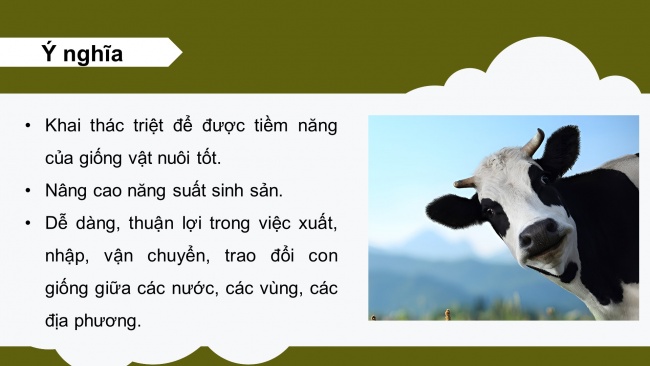 Soạn giáo án điện tử công nghệ chăn nuôi 11 KNTT Bài 6: Ứng dụng công nghệ sinh học trong chọn và nhân giống vật nuôi