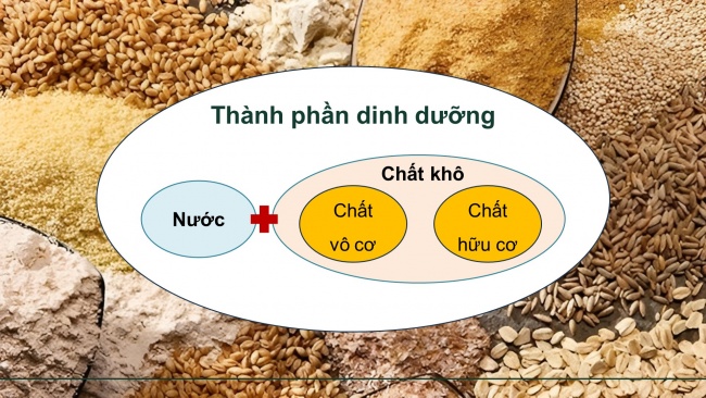 Soạn giáo án điện tử công nghệ chăn nuôi 11 KNTT Bài 7: Thức ăn và nhu cầu dinh dưỡng của vật nuôi