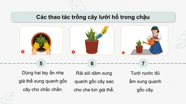 Soạn giáo án điện tử công nghệ 4 cánh diều Bài 7: Trồng và chăm sóc cây cảnh trong chậu