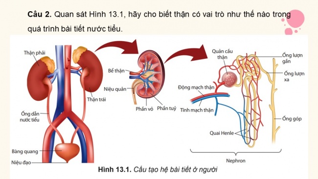 Soạn giáo án điện tử sinh học 11 CTST Bài 13: Bài tiết và cân bằng nội môi