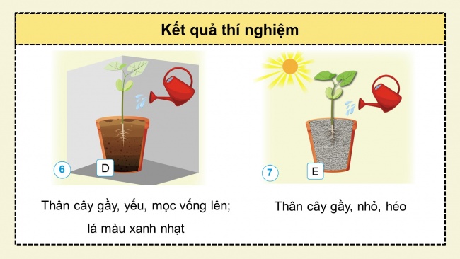 Soạn giáo án điện tử khoa học 4 cánh diều Bài 13: Nhu cầu sống của thực vật và chăm sóc cây trồng (P1)