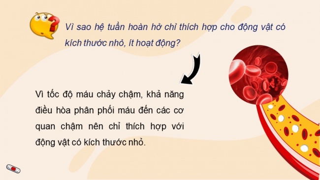 Soạn giáo án điện tử sinh học 11 Cánh diều Bài 8: Hệ tuần hoàn ở động vật (P1)