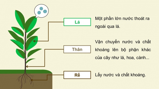 Soạn giáo án điện tử khoa học 4 cánh diều Bài 13: Nhu cầu sống của thực vật và chăm sóc cây trồng (P2)