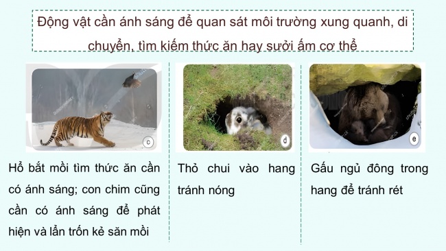 Soạn giáo án điện tử khoa học 4 KNTT Bài 16: Động vật cần gì để sống?