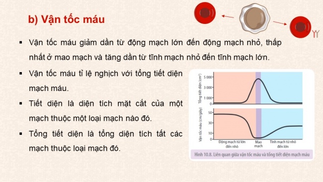 Soạn giáo án điện tử sinh học 11 KNTT Bài 10: Tuần hoàn ở động vật (P2)