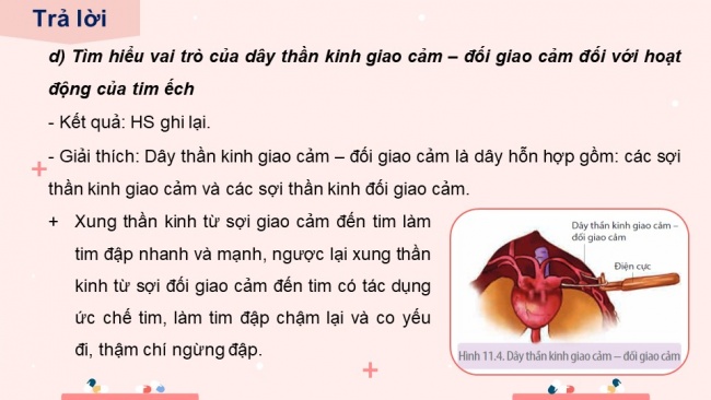 Soạn giáo án điện tử sinh học 11 KNTT Bài 11: Thực hành - Một số thí nghiệm về hệ tuần hoàn