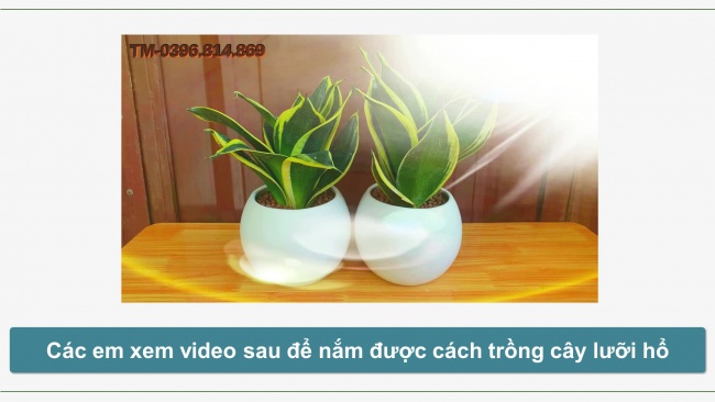 Soạn giáo án điện tử công nghệ 4 cánh diều Bài 7: Trồng và chăm sóc cây cảnh trong chậu