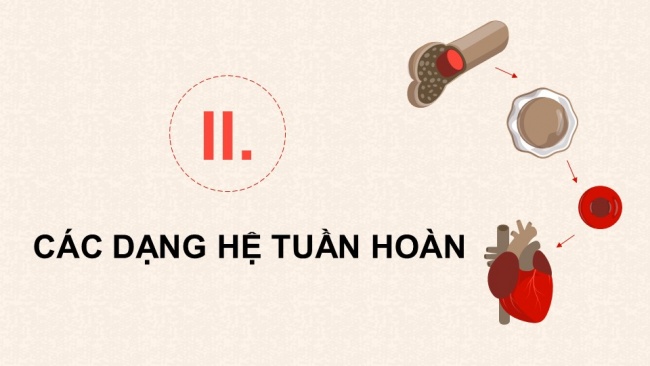 Soạn giáo án điện tử sinh học 11 CTST Bài 10: Tuần hoàn ở động vật (P1)