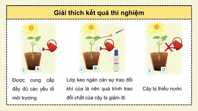 Soạn giáo án điện tử khoa học 4 cánh diều Bài 13: Nhu cầu sống của thực vật và chăm sóc cây trồng (P1)