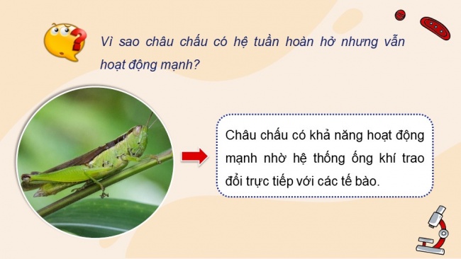 Soạn giáo án điện tử sinh học 11 Cánh diều Bài 8: Hệ tuần hoàn ở động vật (P1)