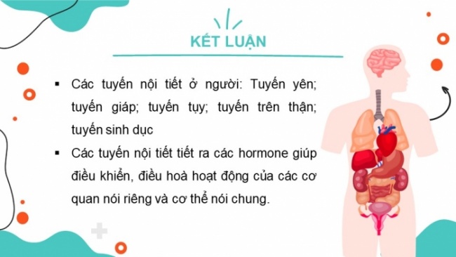 Soạn giáo án điện tử KHTN 8 KNTT Bài 38: Hệ nội tiết ở người