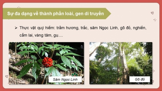 Soạn giáo án điện tử Địa lí 8 KNTT Bài 10: Sinh vật Việt Nam