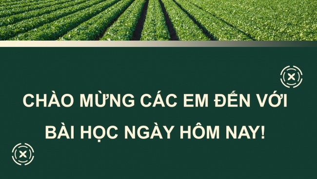 Soạn giáo án điện tử công nghệ chăn nuôi 11 KNTT Bài 7: Thức ăn và nhu cầu dinh dưỡng của vật nuôi