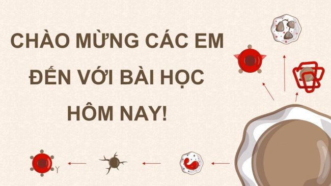 Soạn giáo án điện tử sinh học 11 CTST Bài 10: Tuần hoàn ở động vật (P1)