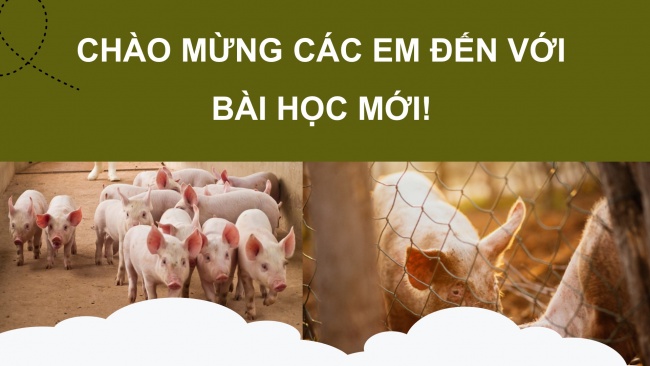 Soạn giáo án điện tử công nghệ chăn nuôi 11 Cánh diều Bài 13: Phòng, trị một số bệnh phổ biến ở lợn