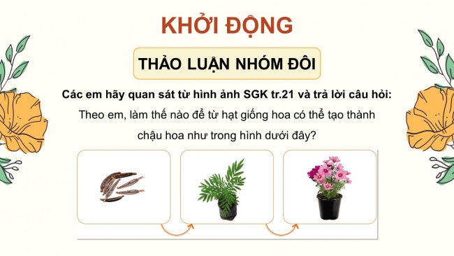 Soạn giáo án điện tử công nghệ 4 cánh diều Bài 5: Gieo hạt và trồng cây con trong chậu