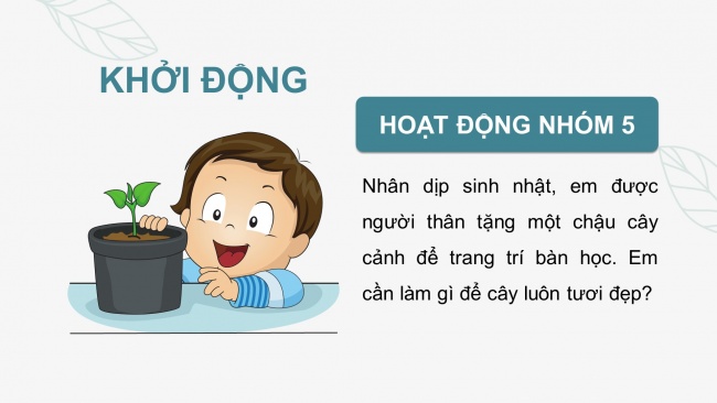 Soạn giáo án điện tử công nghệ 4 cánh diều Bài 7: Trồng và chăm sóc cây cảnh trong chậu