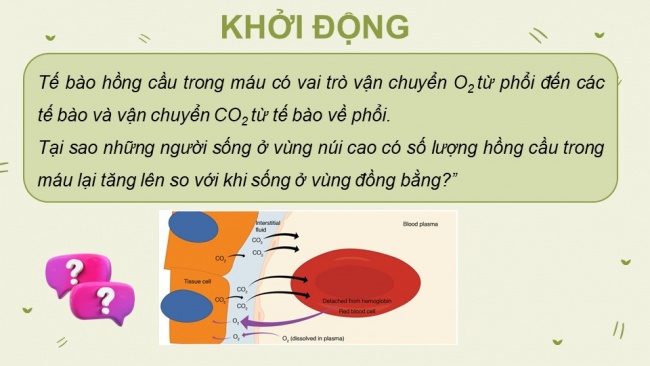 Soạn giáo án điện tử sinh học 11 CTST Bài 9: Hô hấp ở động vật