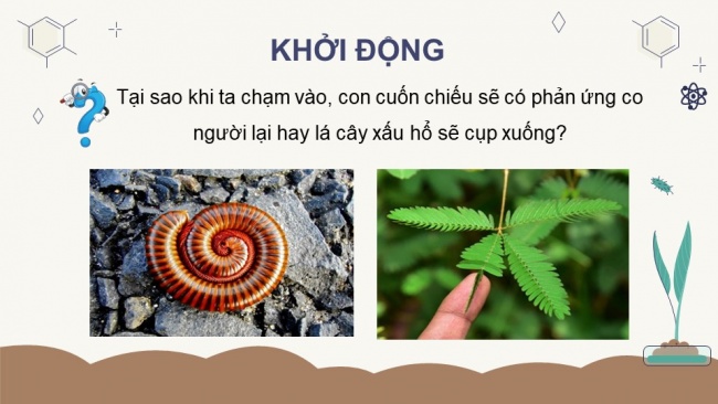 Soạn giáo án điện tử sinh học 11 CTST Bài 14: Khái quát về cảm ứng ở sinh vật