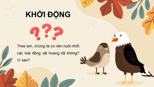 Soạn giáo án điện tử Ngữ văn 8 CTST Bài 7 Đọc 1: Bồng chanh đỏ